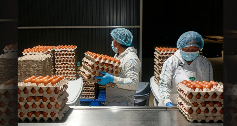 +127 EMPLEOS DE EMPACADORES DE HUEVOS EN FÁBRICA