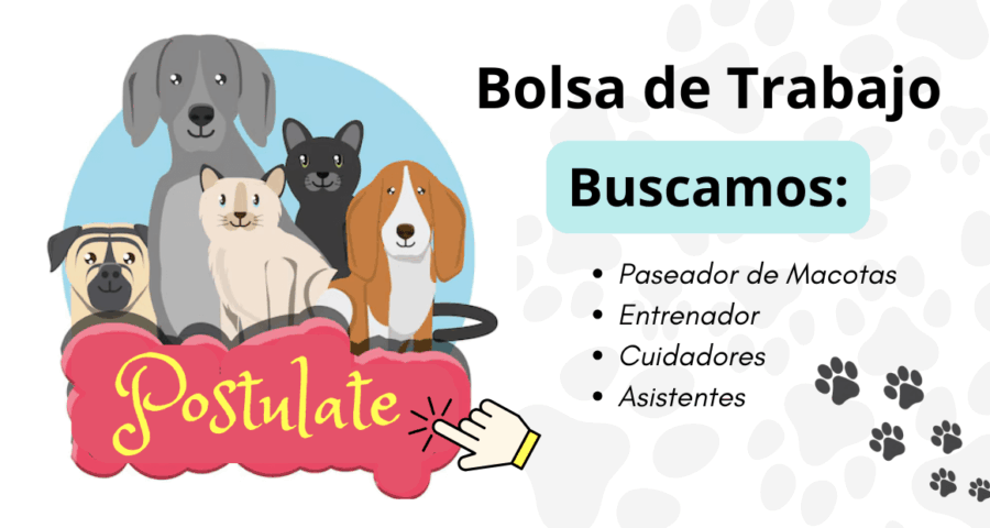 Buscamos cuidador y paseador de Mascotas