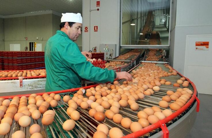 EMPACADORES DE HUEVOS-EMPLEO DISPONIBLES SIN EXPERIENCIA.
