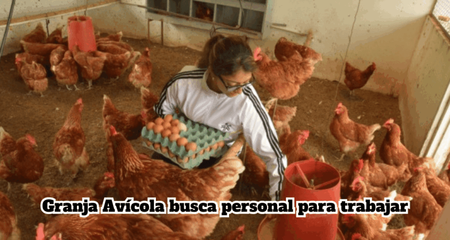 Granja Avícola busca personal para trabajar