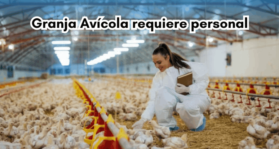 Granja Avícola requiere personal