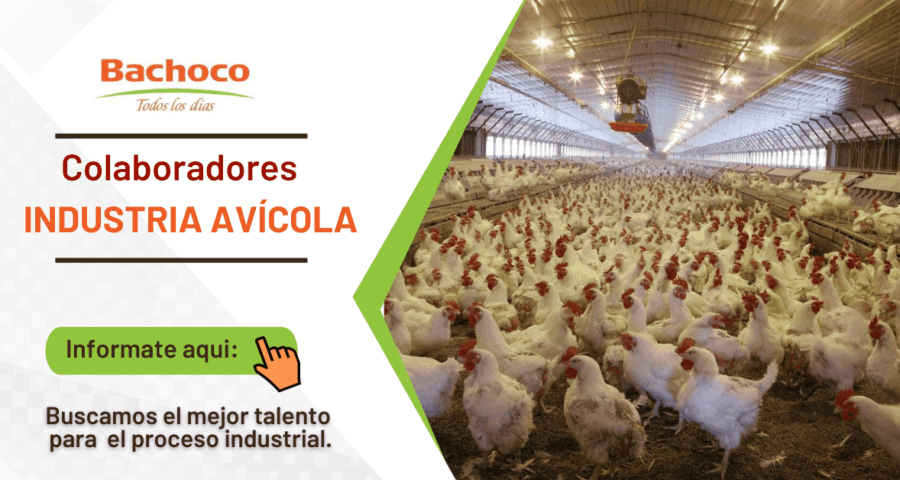 Industria Avícola Bachoco requiere contar con los mejores colaboradores