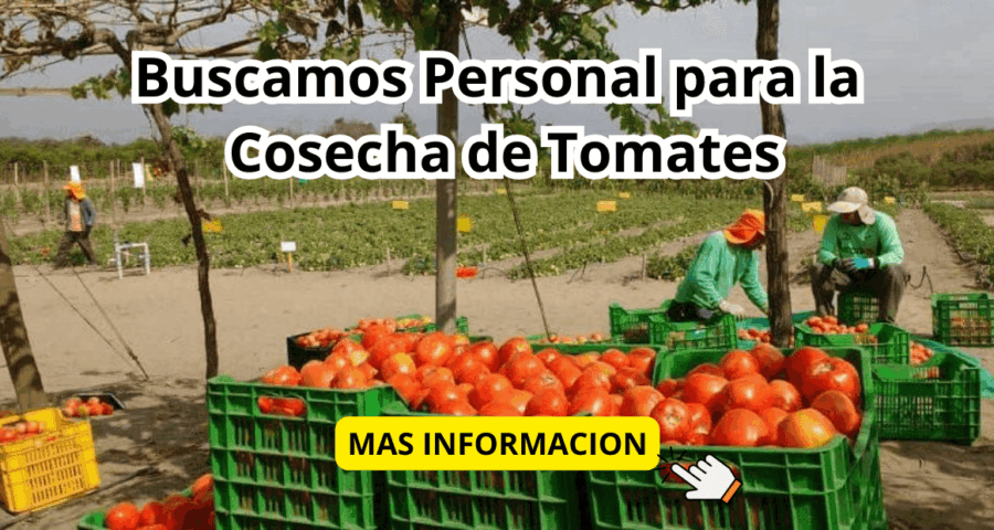 Personal para la Cosecha de Tomates