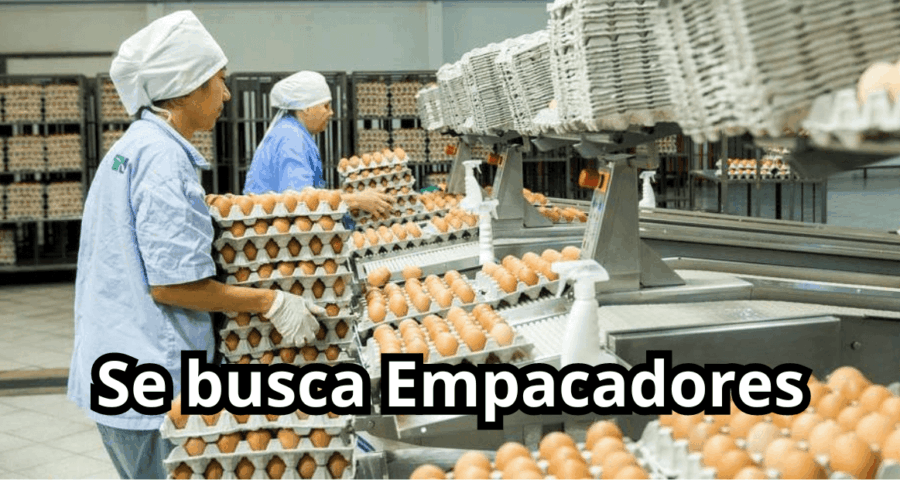Se contrata personal para Empacar Huevos