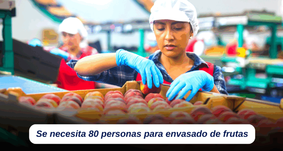 Se necesita 80 personas para envasado de frutas con sueldo de 385 euros por semana