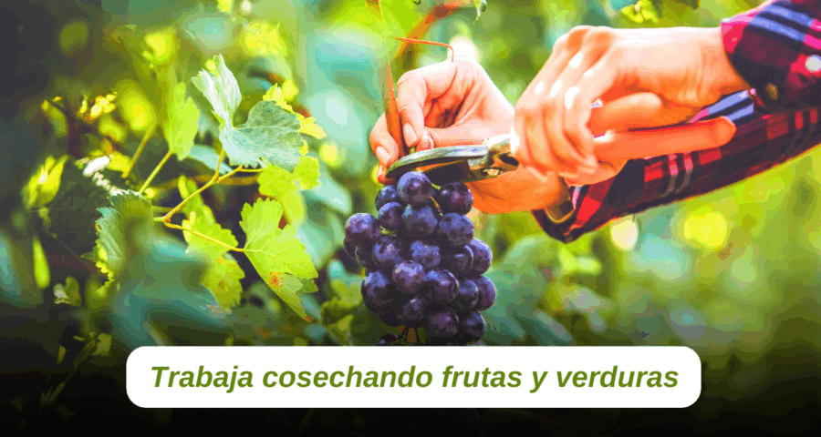 Se necesita personal sin experiencia para cosecha de frutas y verduras