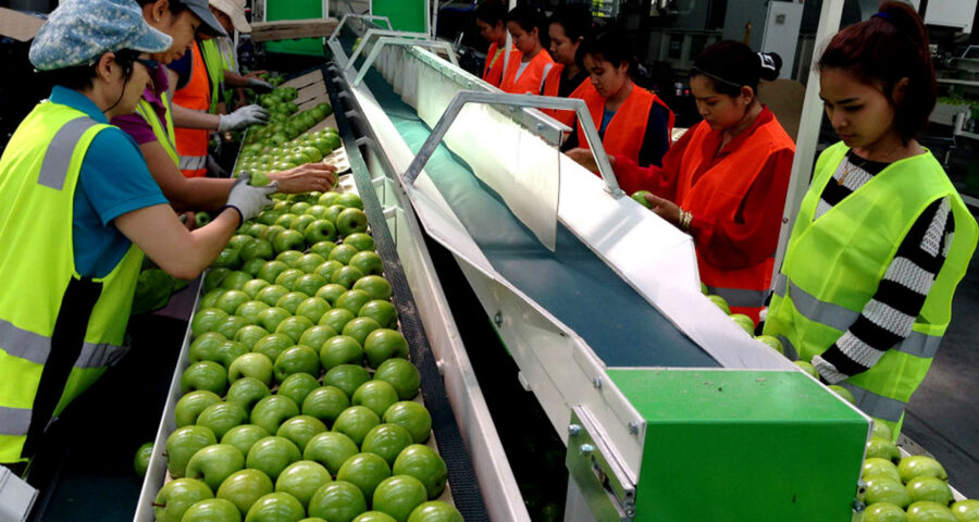 TRANSNACIONAL BUSCA EMPACADORES DE FRUTAS, VERDURAS| POSTULA AHORA.